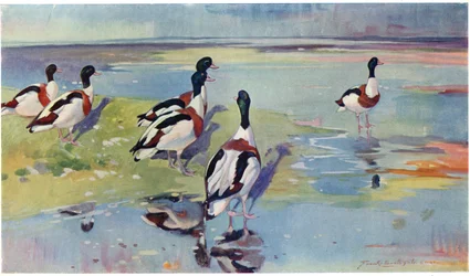 Tadorne de Belon sur les plaines, illustration de 